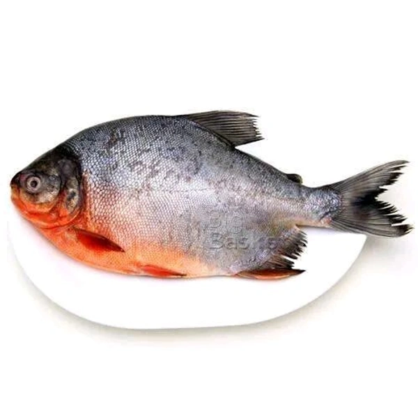 Janto Rupchanda Fish - 1 Kg- 1.2 Kg