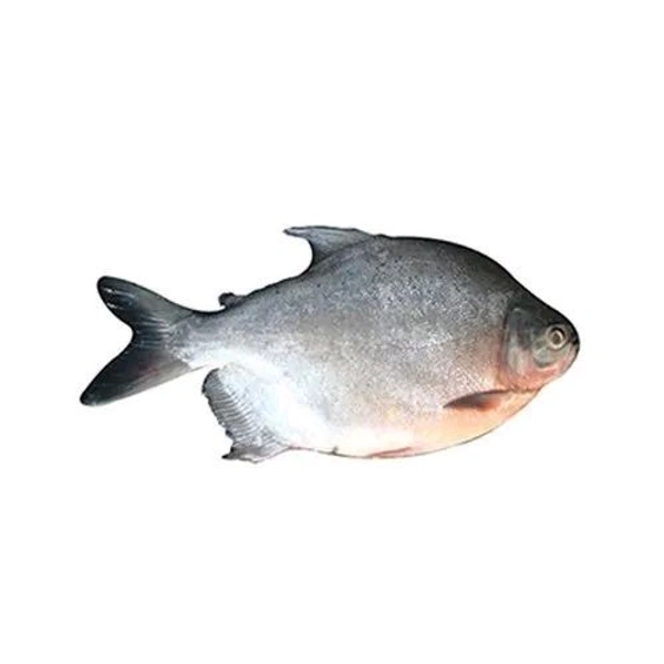Janto Rupchanda Fish - 1 Kg- 1.2 Kg