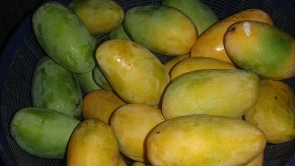 Mengo (আম) - 1 Kg