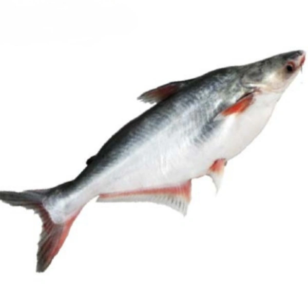 Fish Kosh (কছ মাছ) 250Gram - 250 Gram