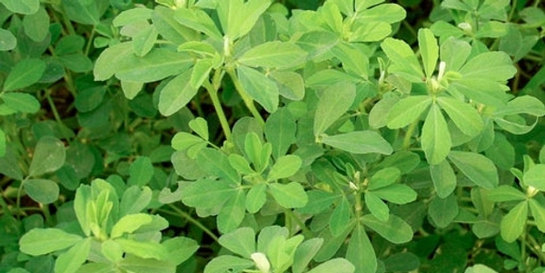 Fenugreek (मेंथी) - 250g