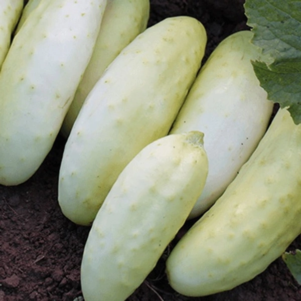 Cucumber