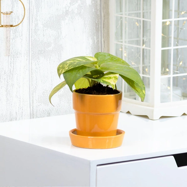 Work Station Money Plant