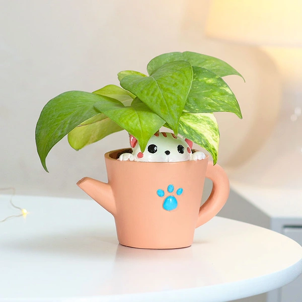 Money Plant In Kitty Love