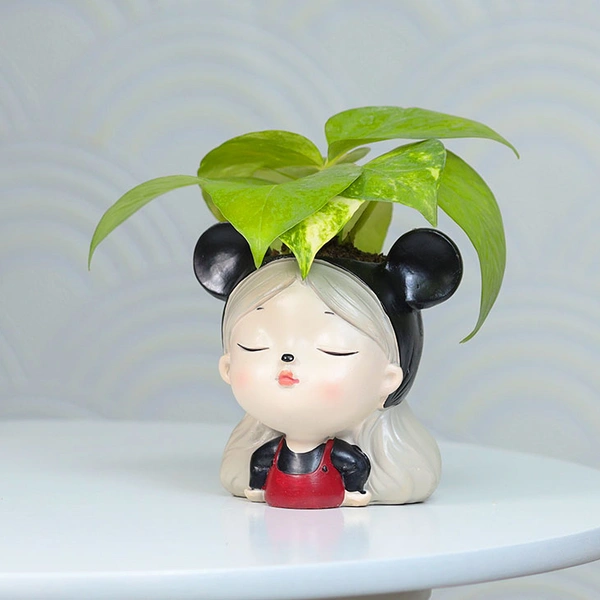 Money Plant For Cute Friend