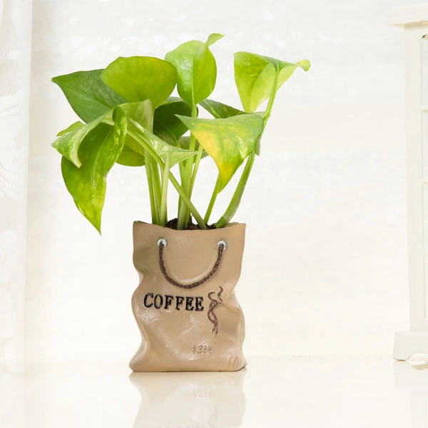 Money Plant In Coffee Bag