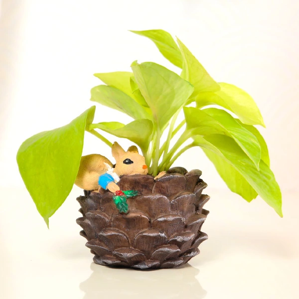Golden Money Plant in Squirrel Coconut