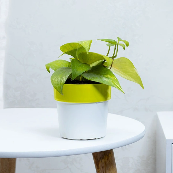 Money Plant In Green Stripped White Pot