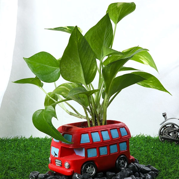 Green Money Plant In Red Bus