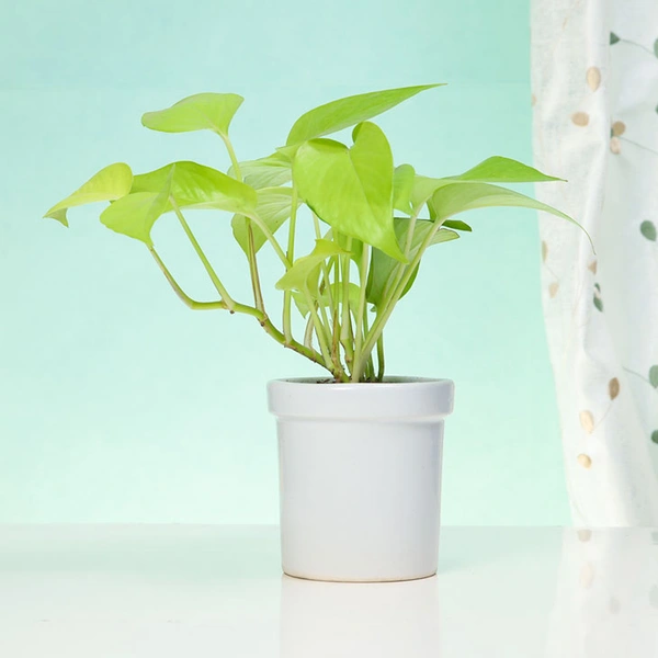 Easy to Grow Money Plant