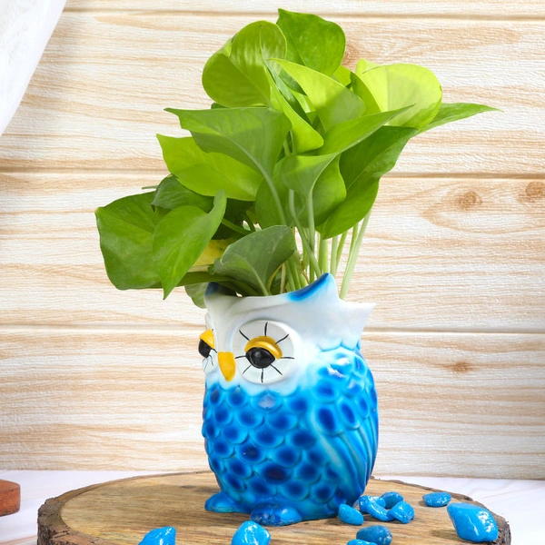 Blue Owl Pot With Golden Money Plant