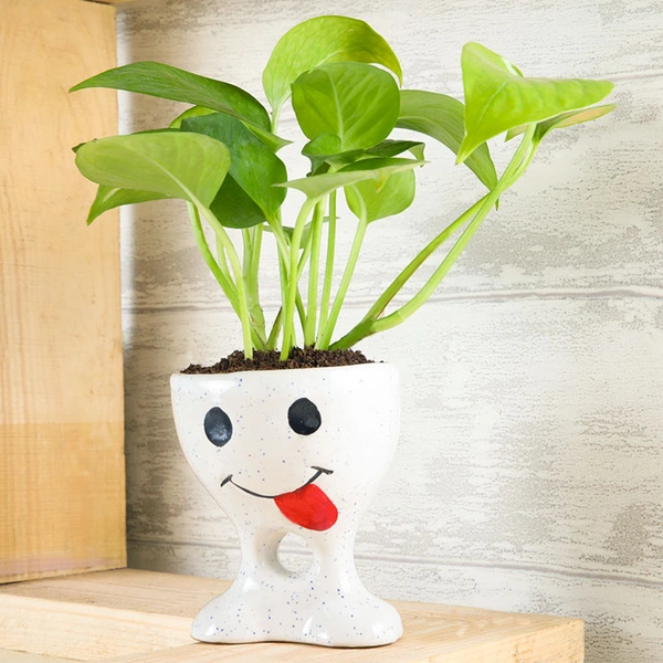 Funny Potted Golden Money Plant