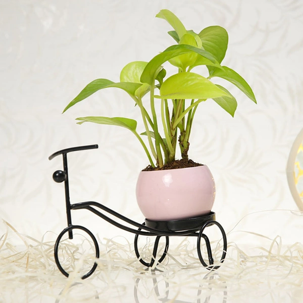 Exquisite Golden Money Plant