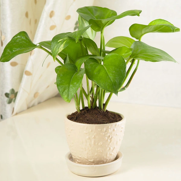 Favourable Green Money Plant