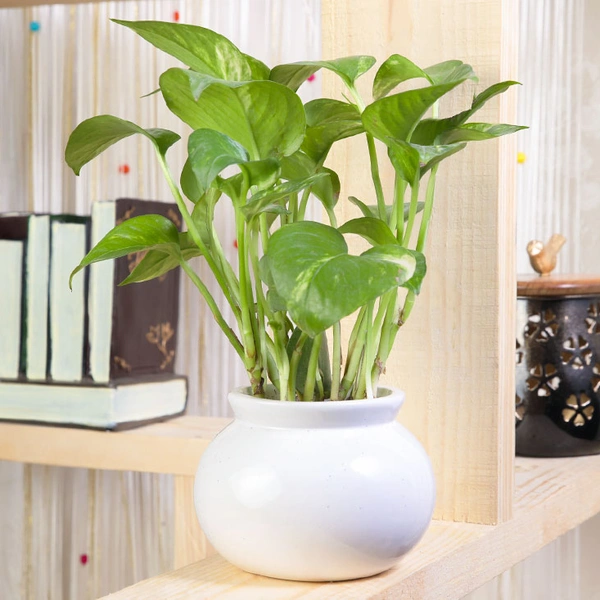 Potted Green Money Plant