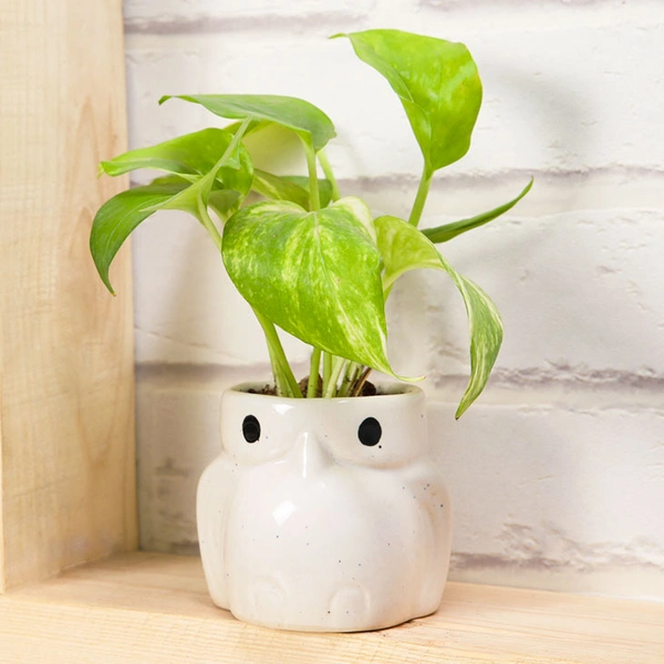 Money Bringing Plant