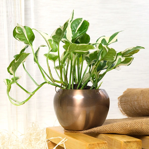 Displaying Beauty with White Pothos