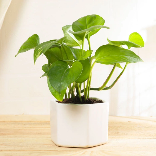 Fortunate Money Plant