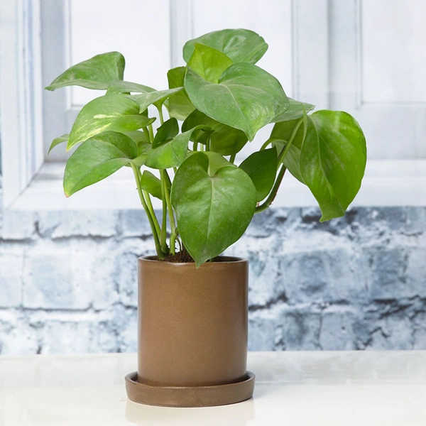 Bright Green Money Plant