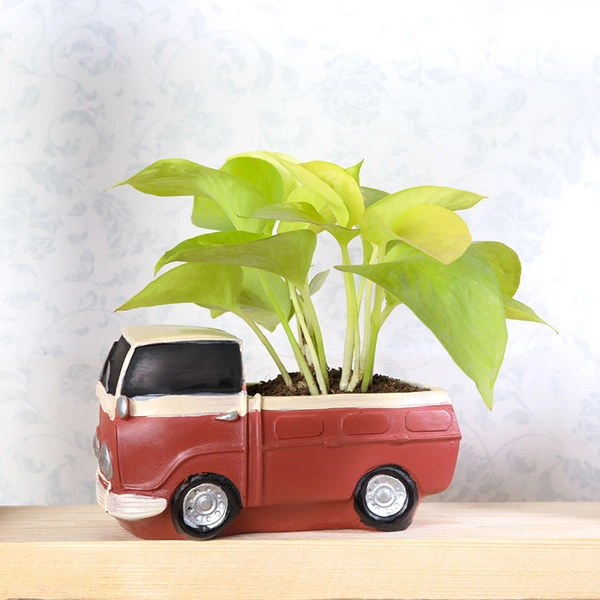 Golden Money Plant In Truck