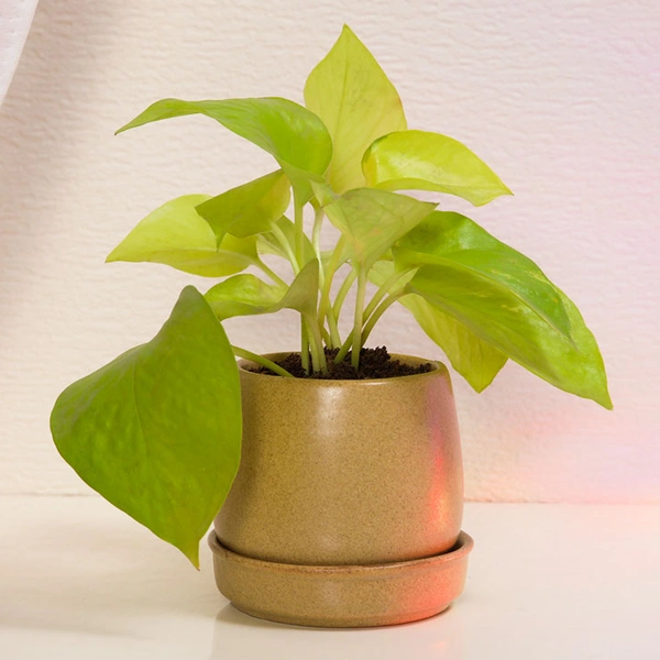 Go Green Money Plant