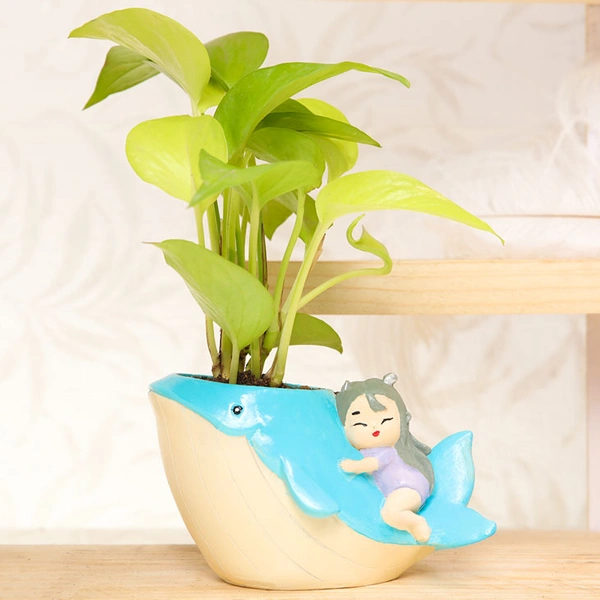 Elegant Golden Money Plant In Whale