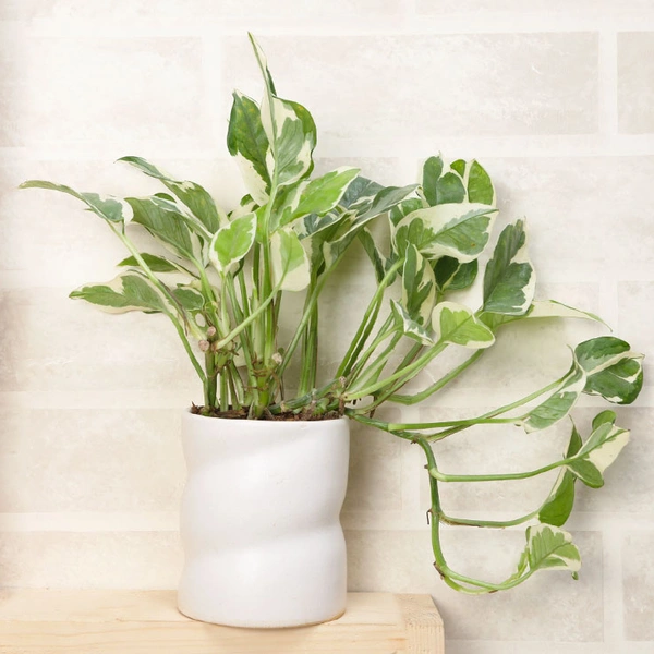 Stunning White Pothos Plant