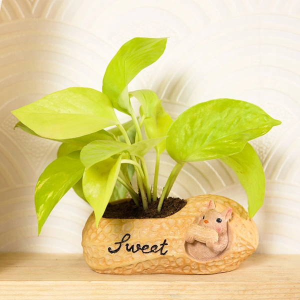 Golden Money Plant In Squirrel Peanut