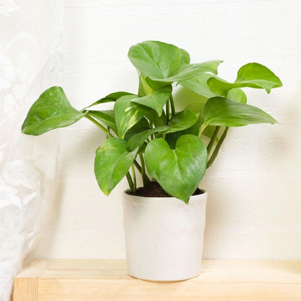 Lucky Green Money Plant