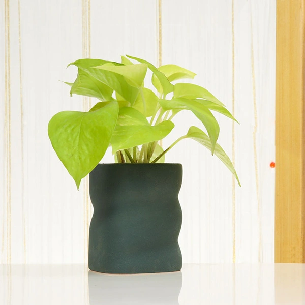Vaastu Special Money Plant