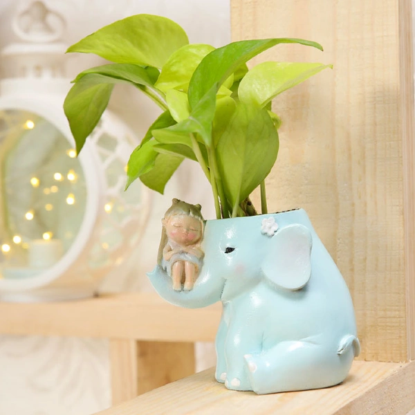 Money Plant In Cute Girl On Elephant