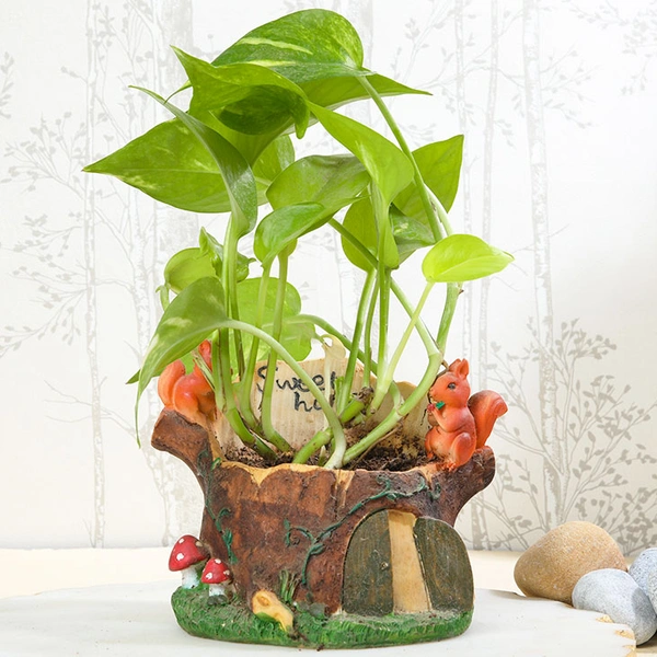 Money Plant in Squirrel Home