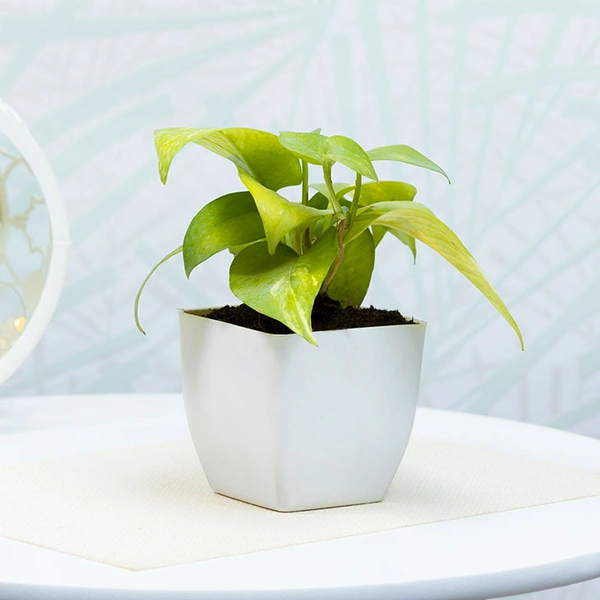 Green Money Plant In White Pot