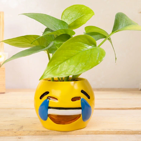Smiley Money Plant