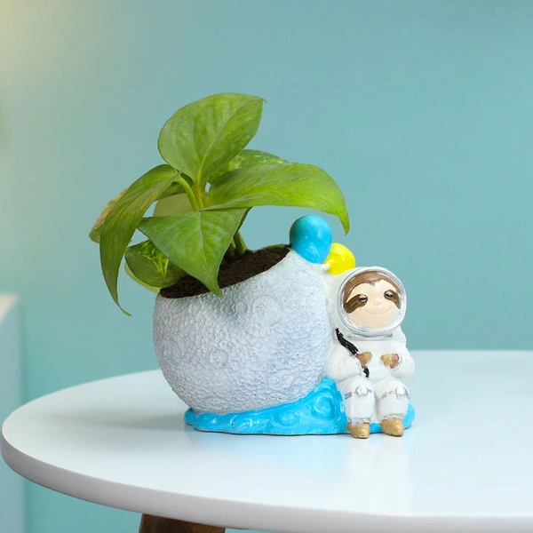 Astronaut Money Plant