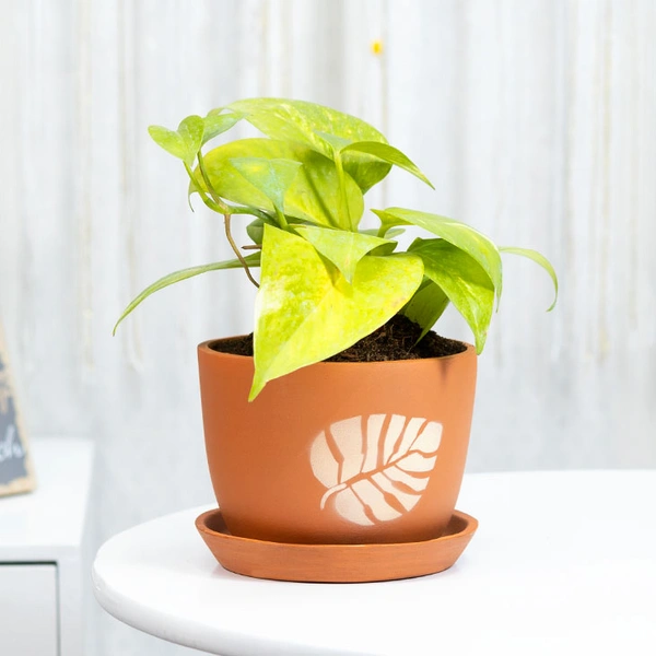 Money Plant For Indoor Spaces
