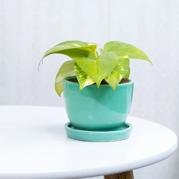 Lots Of Luck Money Plant