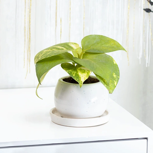 Momentous Money Plant In Ceramic Vase