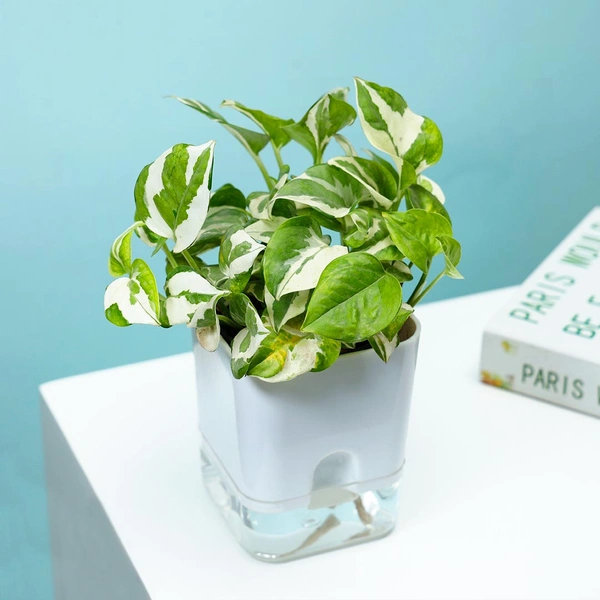White Pothos In Self Watering Pot