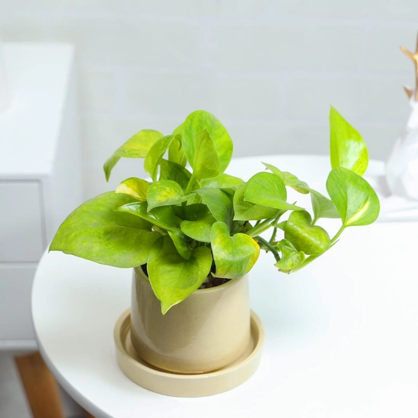 Ceramic Potted Money Plant with Base Plate