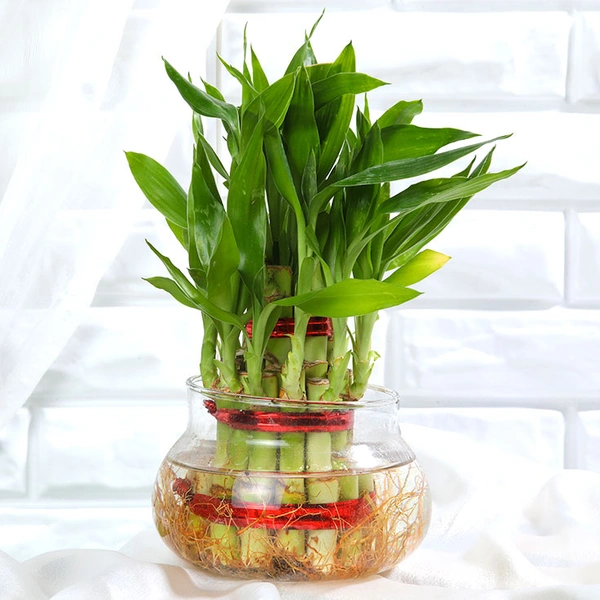 2 Layer Lucky bamboo In Glass Bowl