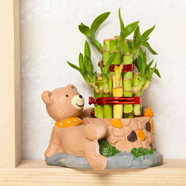 Cute Teddy Bear Potted Lucky Bamboo