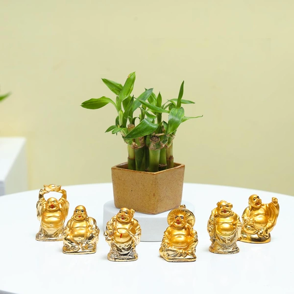 Lucky Bamboo plant with laughing buddhas