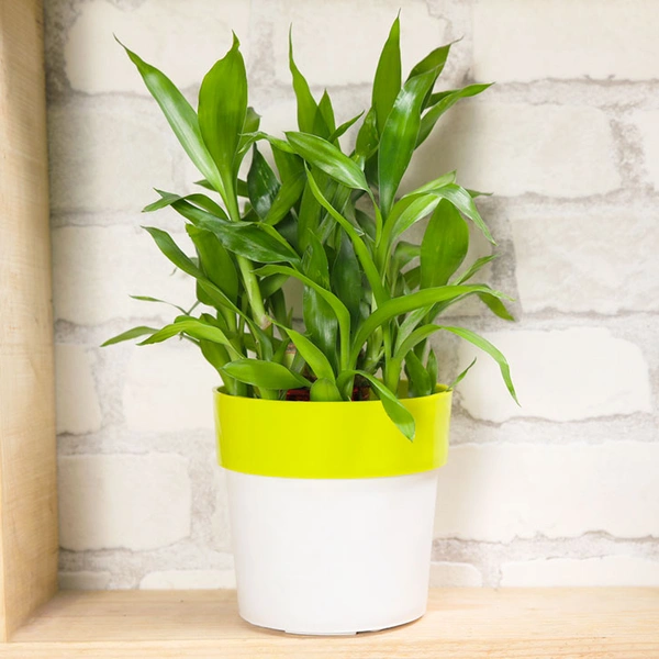 Utmost Purity Lucky Bamboo