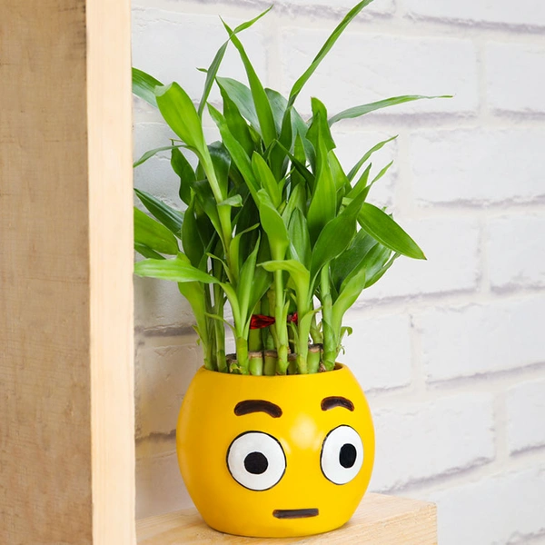 Emoji Potted Lucky Bamboo