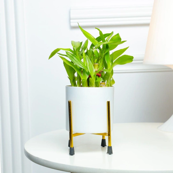 Bringing Good Luck Bamboo Plant