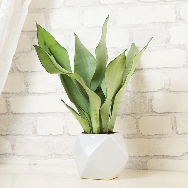 Snake Plant in Ceramic Vase