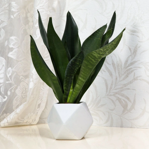 The Most Appealing Snake Plant