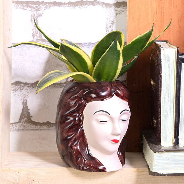 Sansevieria Lotus Potted In Beautifully Face