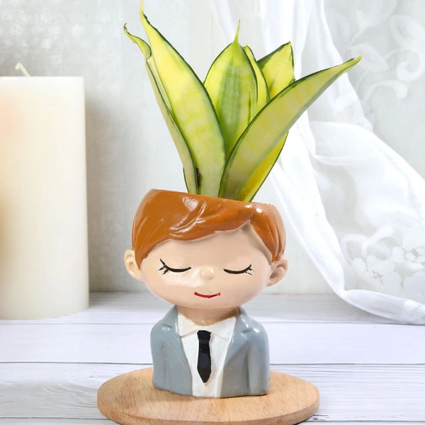 Golden Lotus Sansevieria In Office Boy